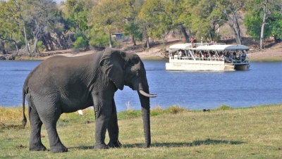 Elefant am Chobe River Botswana (Alexander Mirschel)  Copyright 
Infos zur Lizenz unter 'Bildquellennachweis'